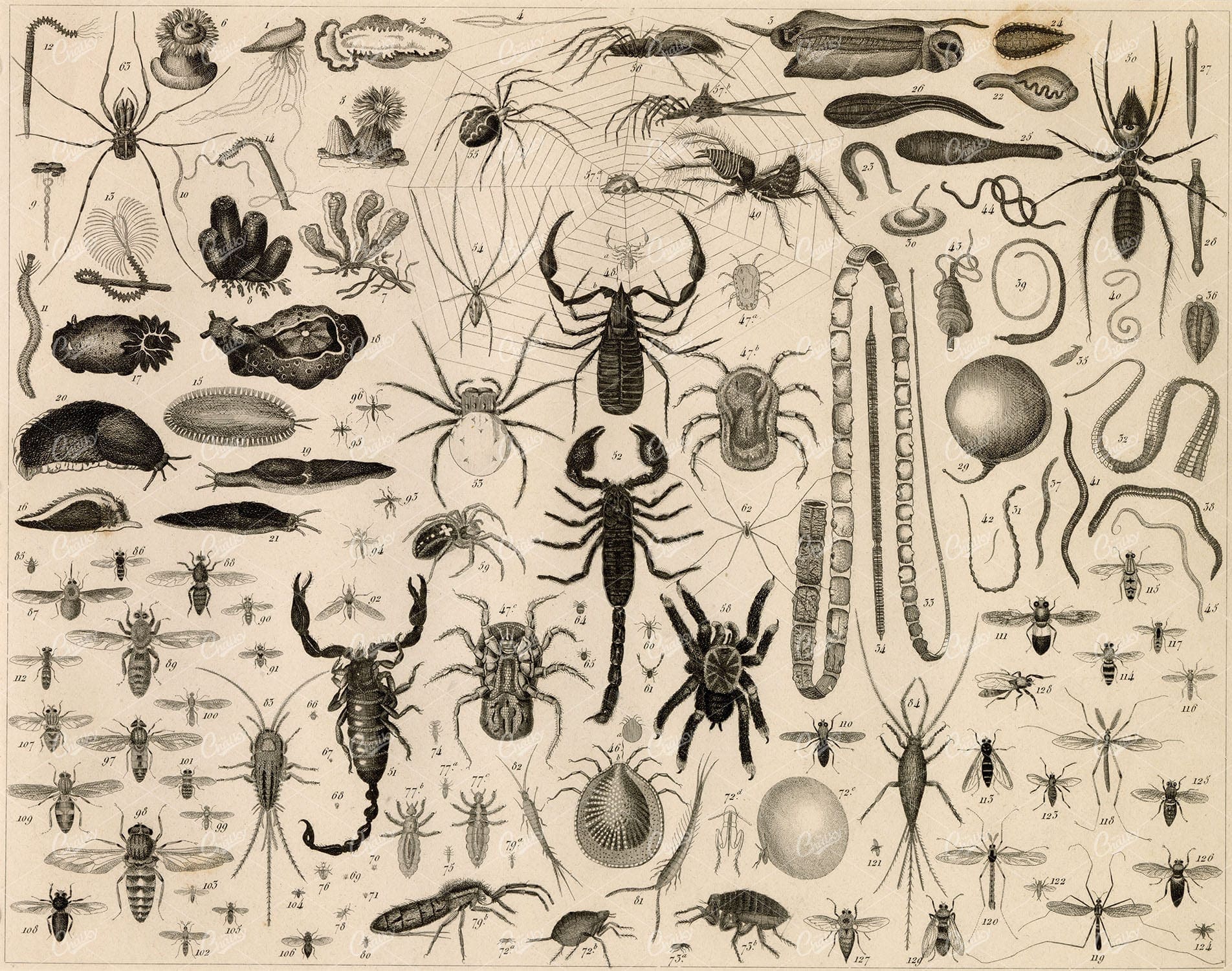 ZOOLOGY - Insects, Scorpion, Spider, Bee, Wasp, Flea - 1851 Heck Print