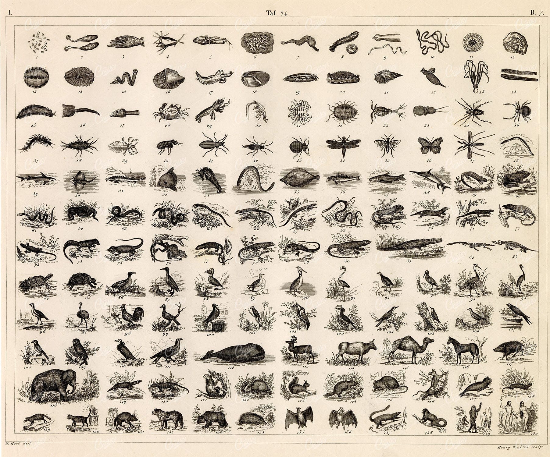ZOOLOGY - Variety of Birds, Mammals, and Insects - 1851 Heck Print