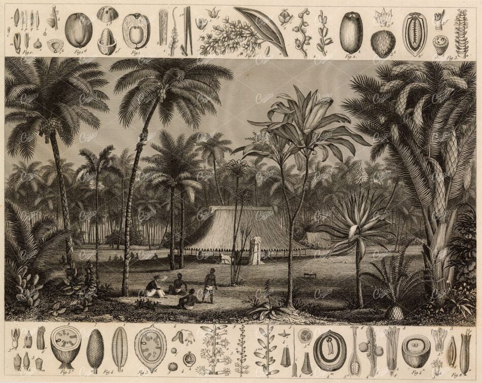 ANTIQUE Botanical Print - Date and Cacao Palm Illustrations - 1851 Print