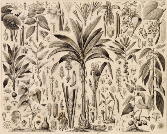 ANTIQUE Botanical Print - Variety of Botany Illustrations - 1851 Print