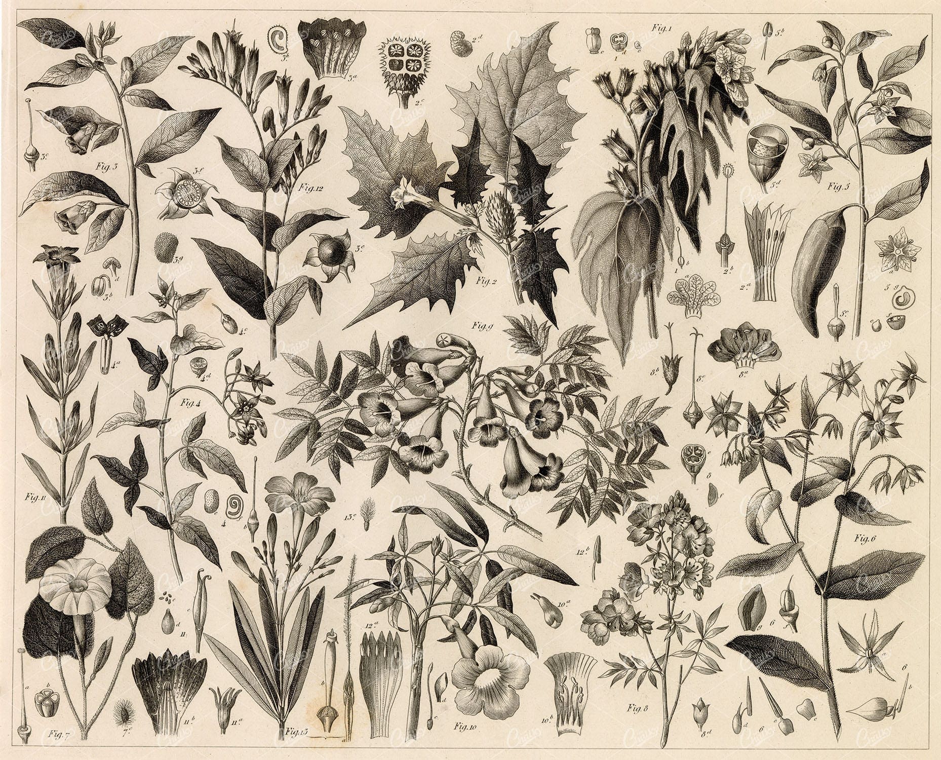 ANTIQUE Botanical Print - Variety of Botany Illustrations - 1851 Print