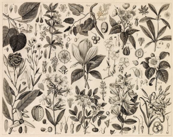 ANTIQUE Botanical Print - Variety of Botany Illustrations - 1851 Print