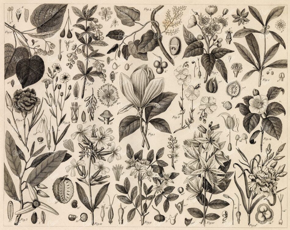 ANTIQUE Botanical Print - Variety of Botany Illustrations - 1851 Print