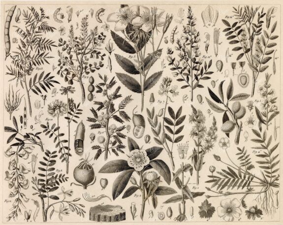 ANTIQUE Botanical Print - Variety of Botany Illustrations - 1851 Print