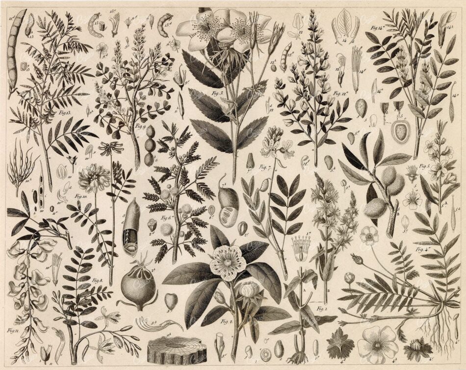 ANTIQUE Botanical Print - Variety of Botany Illustrations - 1851 Print