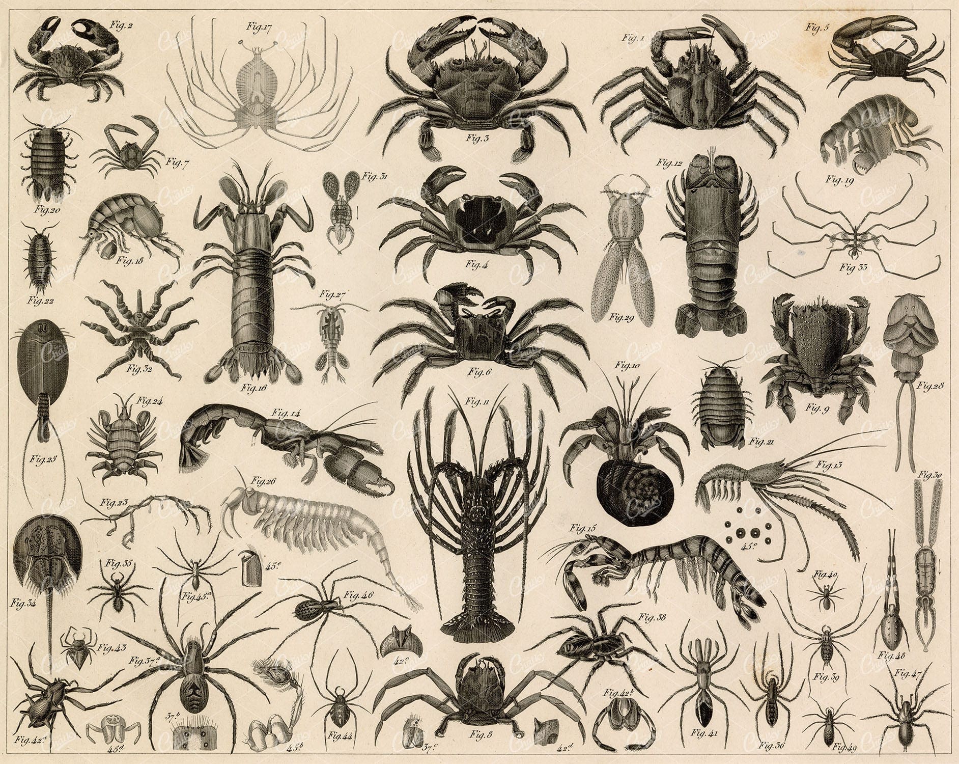 ZOOLOGY - Crabs, Lobster, Crustaceans, and Spiders - 1851 Antique Print