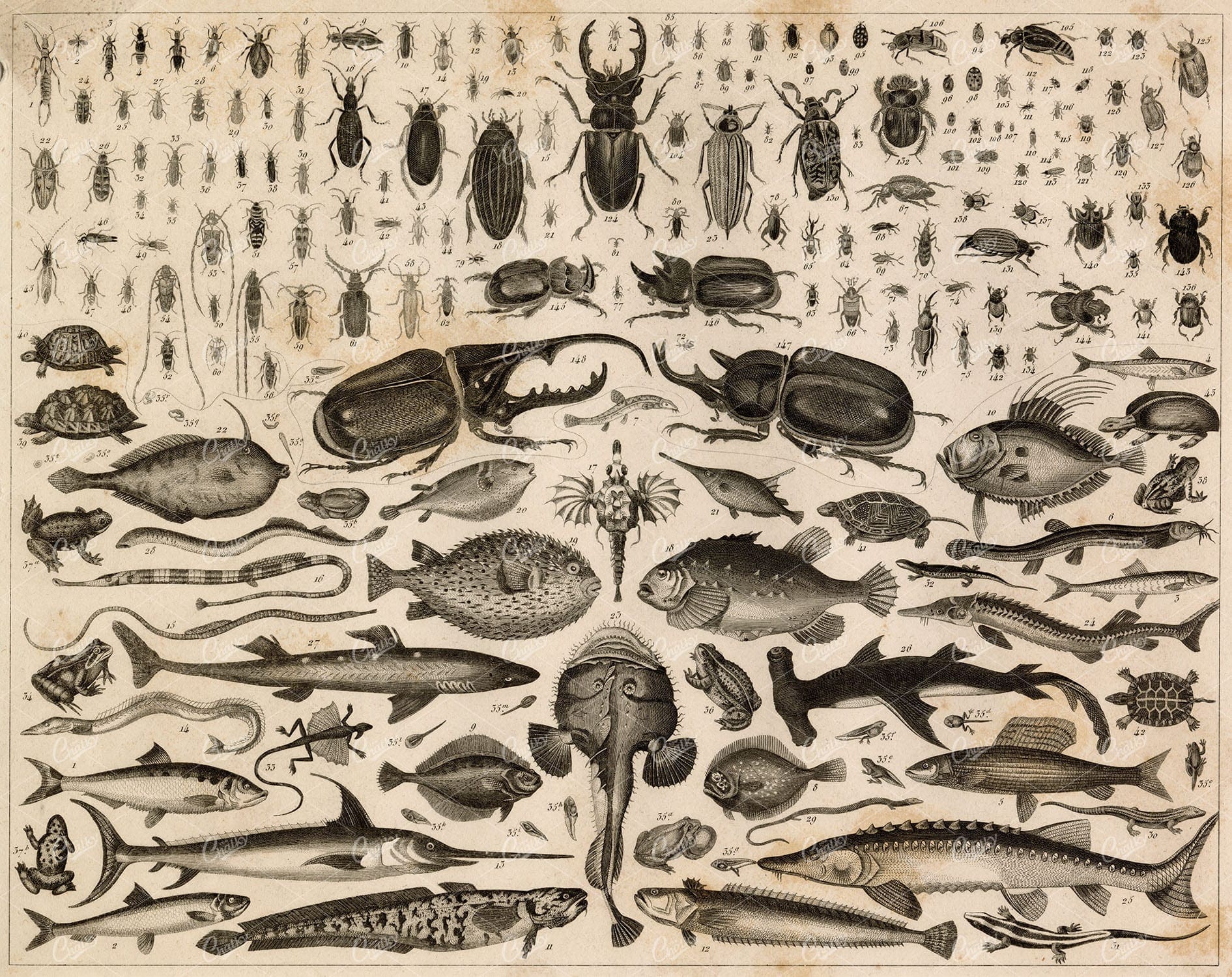 ZOOLOGY - Various Fish, Insects, Beetles, Amphibians, Turtle 1851 Print