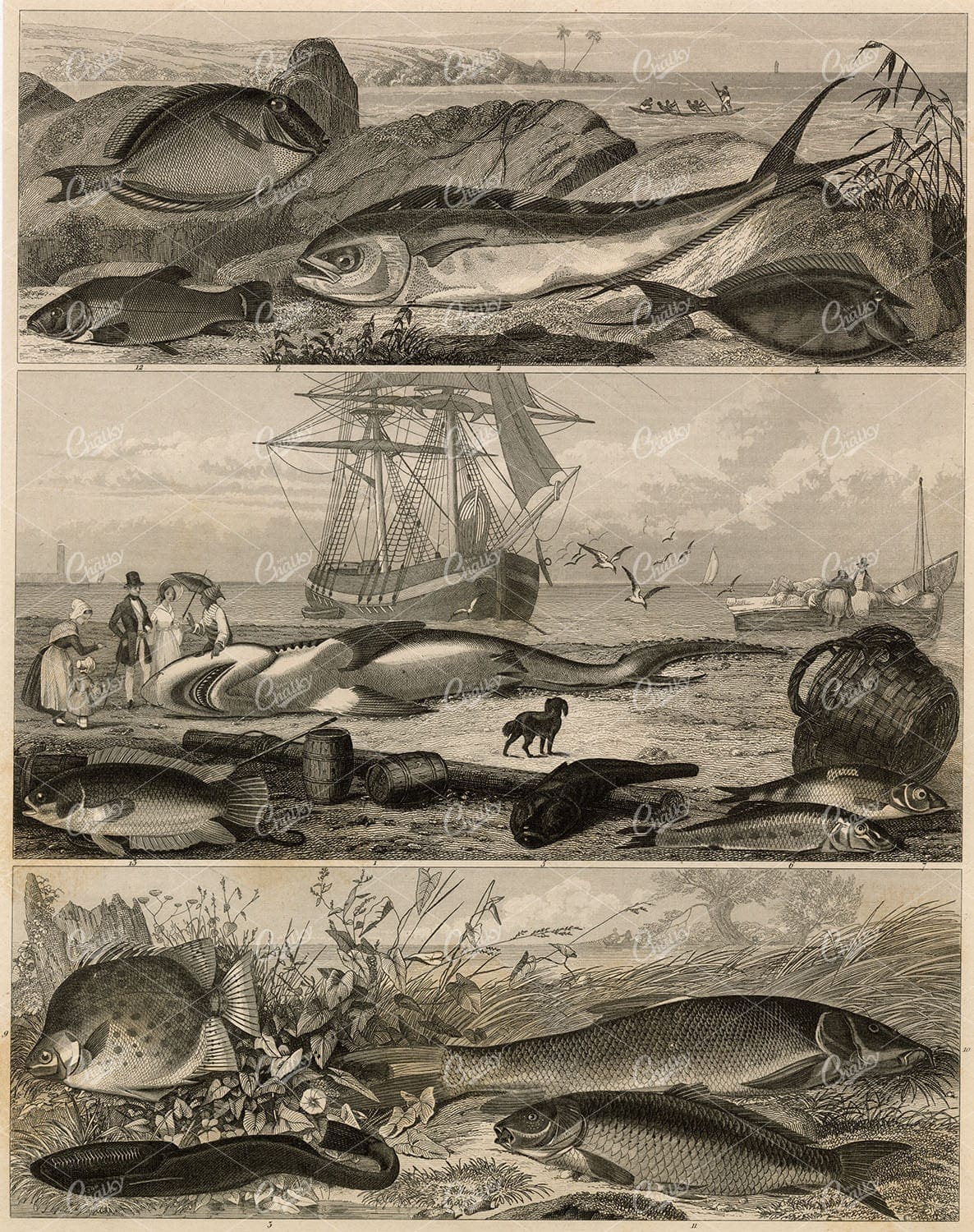 ZOOLOGY - Shark and Various Fish - Antique 1851 Johann Heck Print