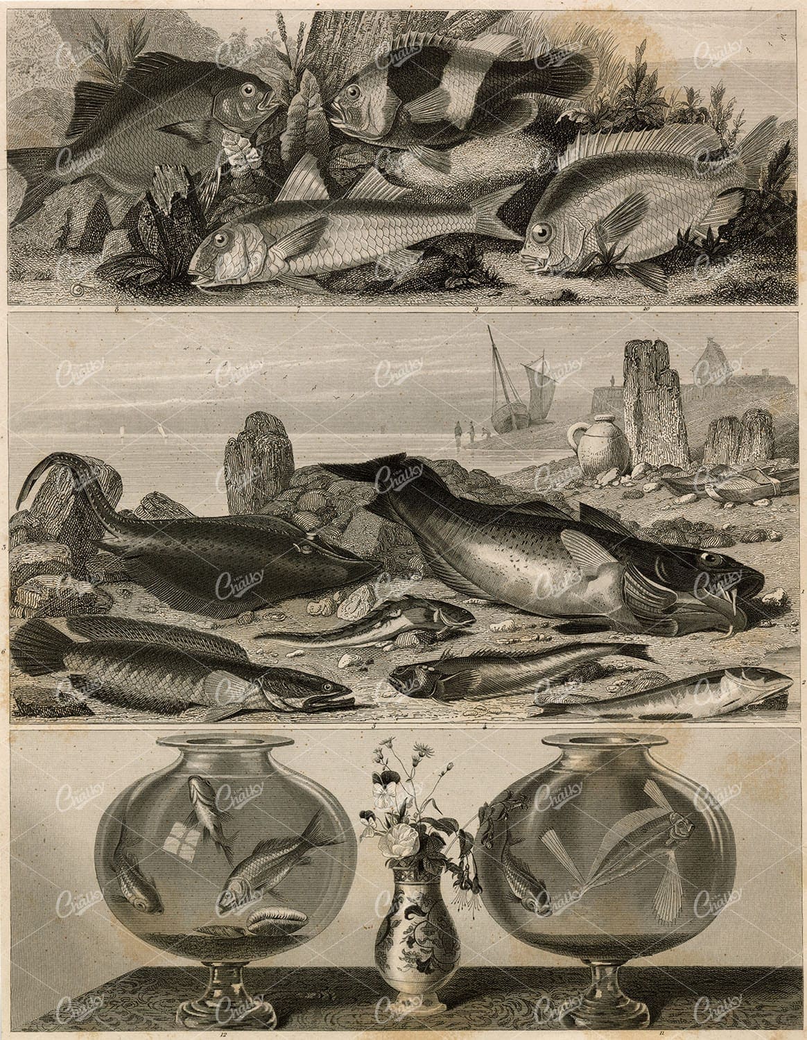 ZOOLOGY - Various Illustrations of Fish - Antique 1851 Print
