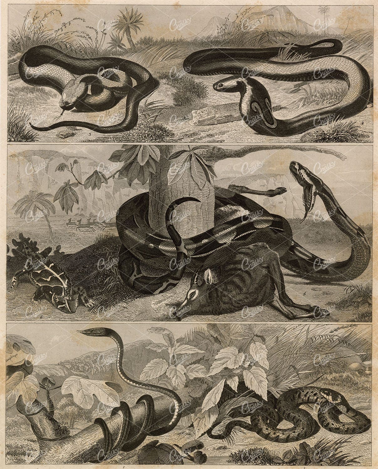 ZOOLOGY - Reptiles / Snakes - Antique 1851 Johann Heck Original Print