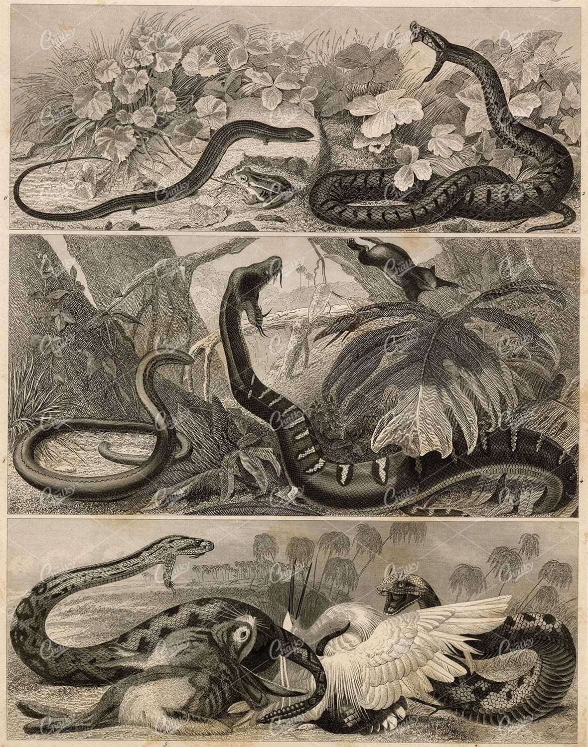 ZOOLOGY - Reptiles / Snakes - Antique 1851 Johann Heck Original Print