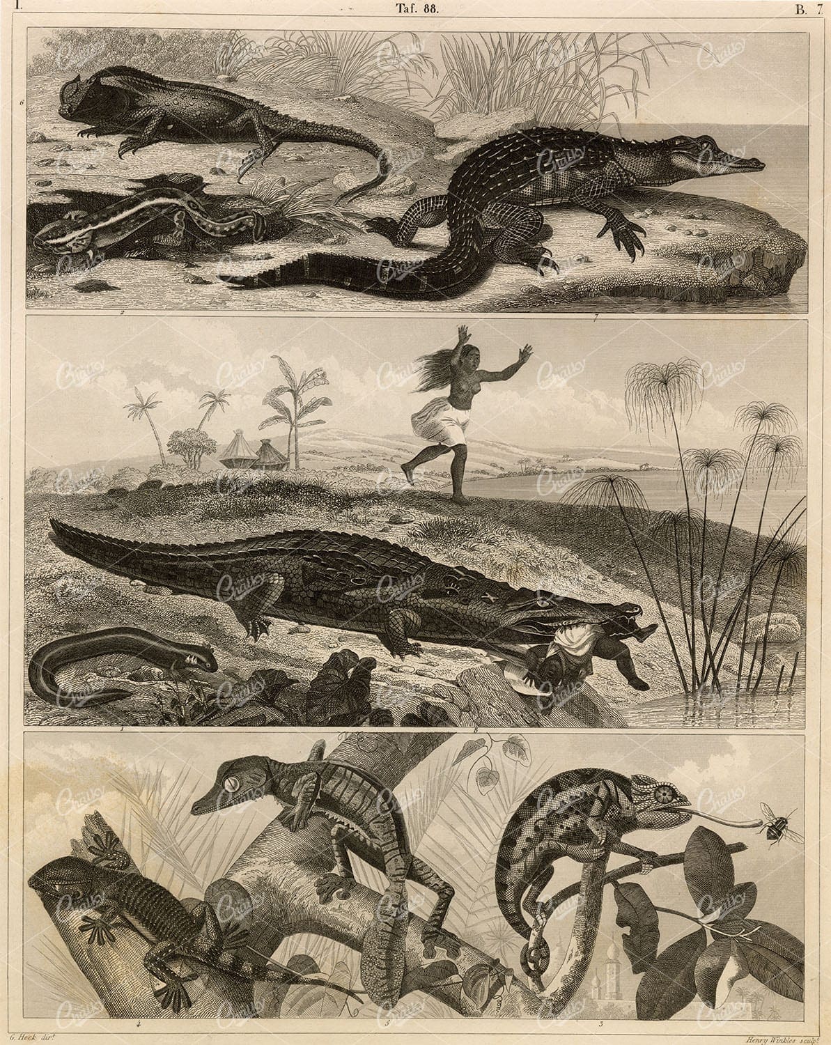 ZOOLOGY - Reptiles / Crocodile, Gecko, Lizard - 1851 Antique Print