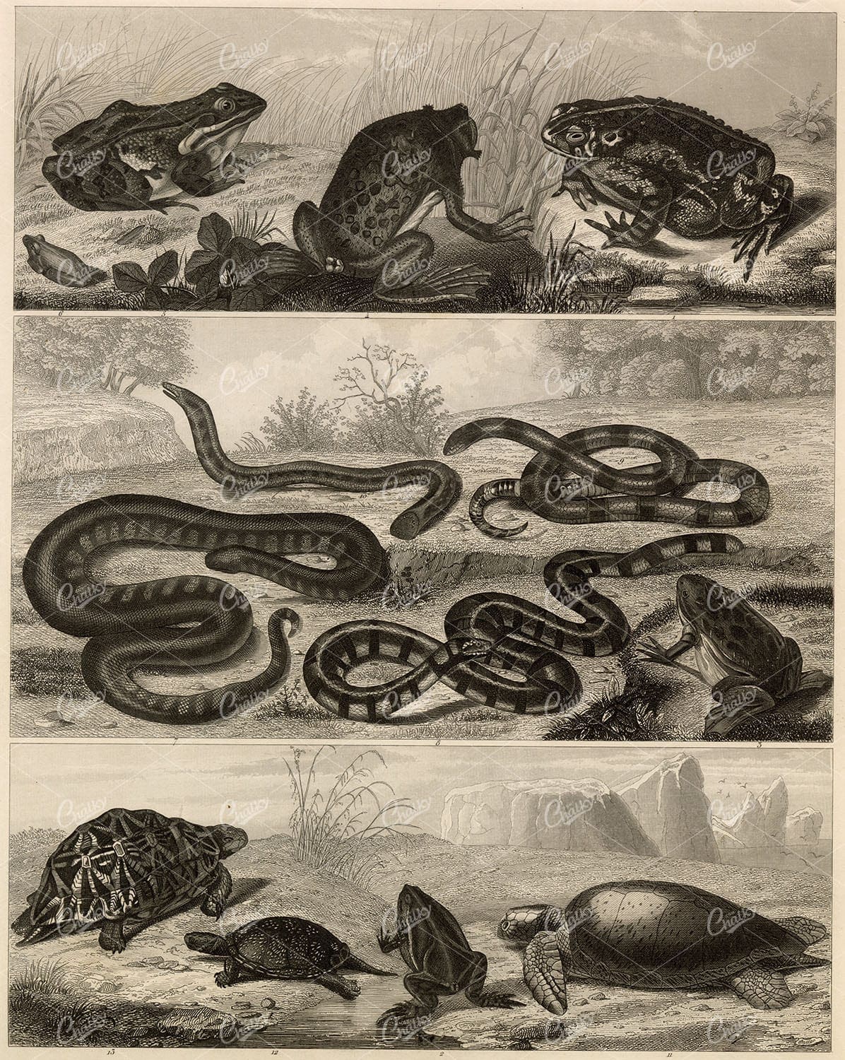ZOOLOGY - Amphibians and Snakes - Original 1851 Antique Heck Print