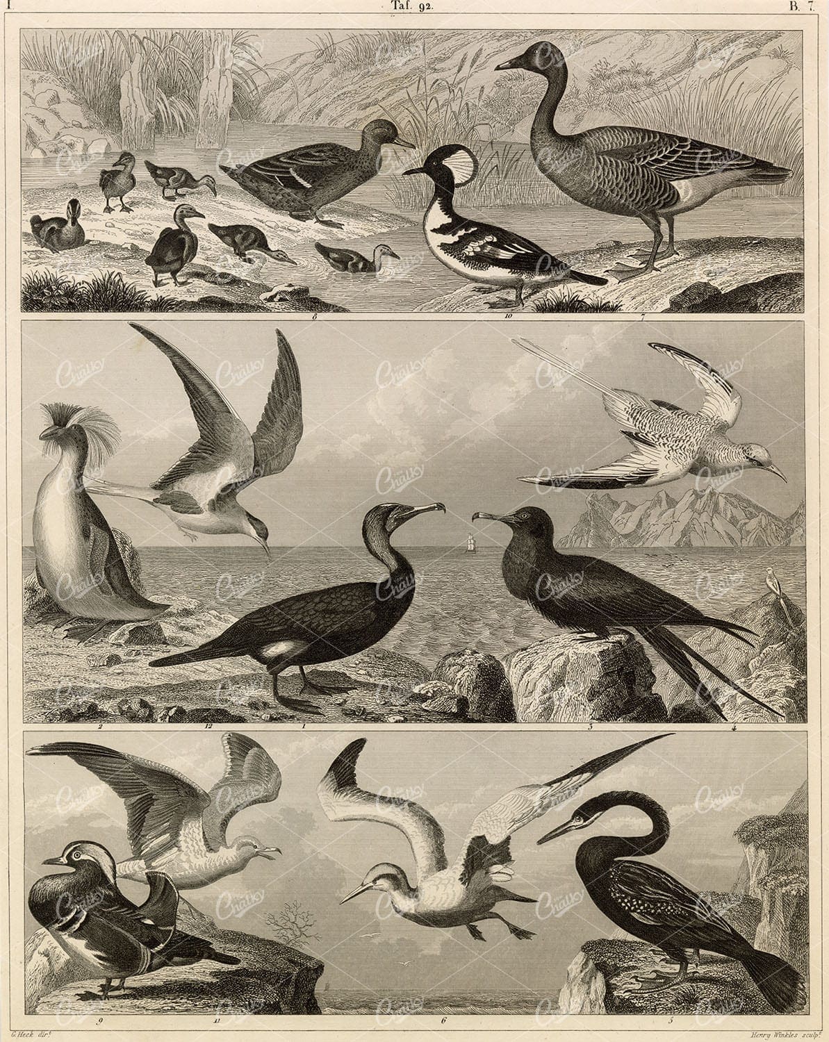 ZOOLOGY - Various Bird Species, Duck and Ducklings, Sea Birds, 1851 Print