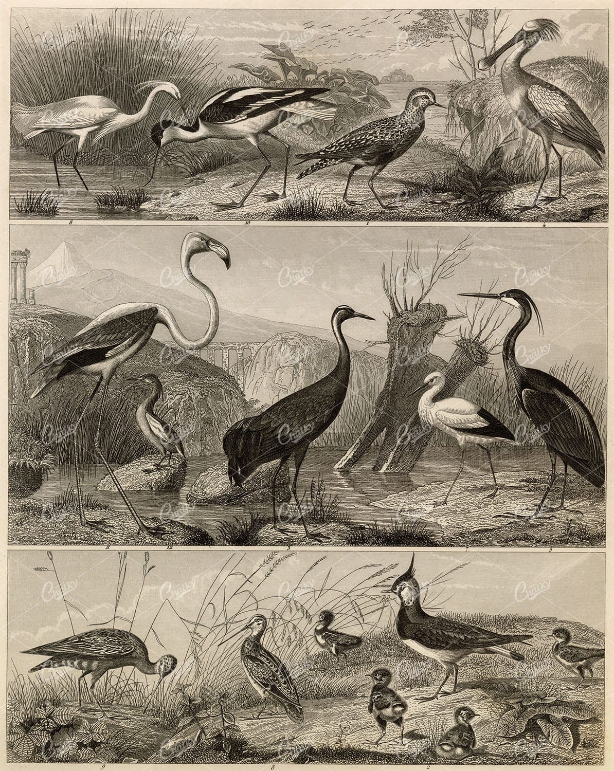ZOOLOGY - Various Bird Species - Antique Johann Heck Original Print