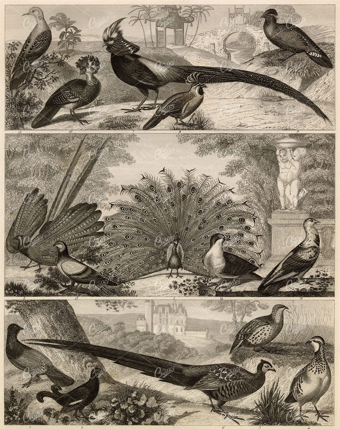 ZOOLOGY - Various Bird Species - Antique Johann Heck Original 1851 Print
