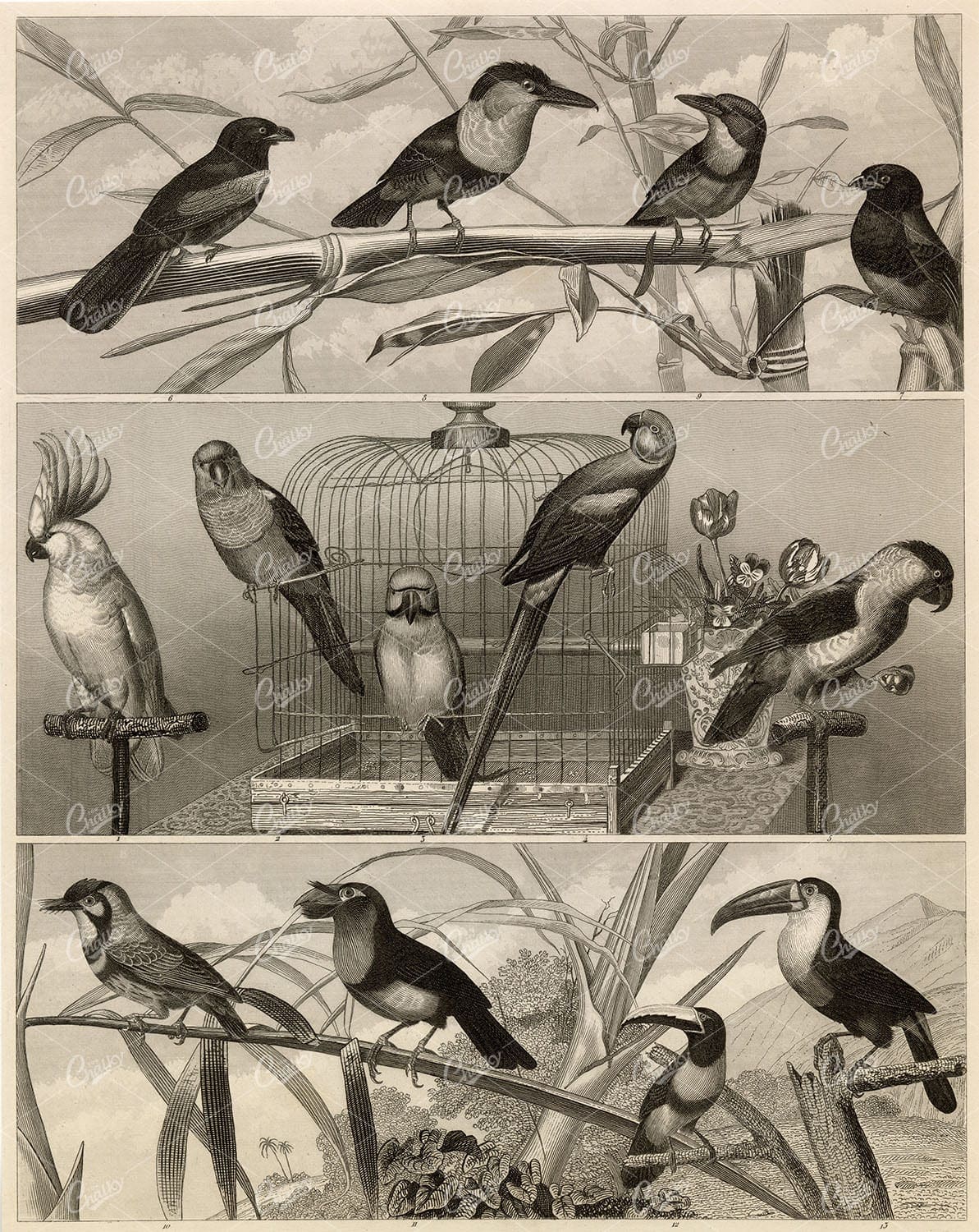 ZOOLOGY - Various Bird Species, Parrot, Toucan - Antique 1851 Print
