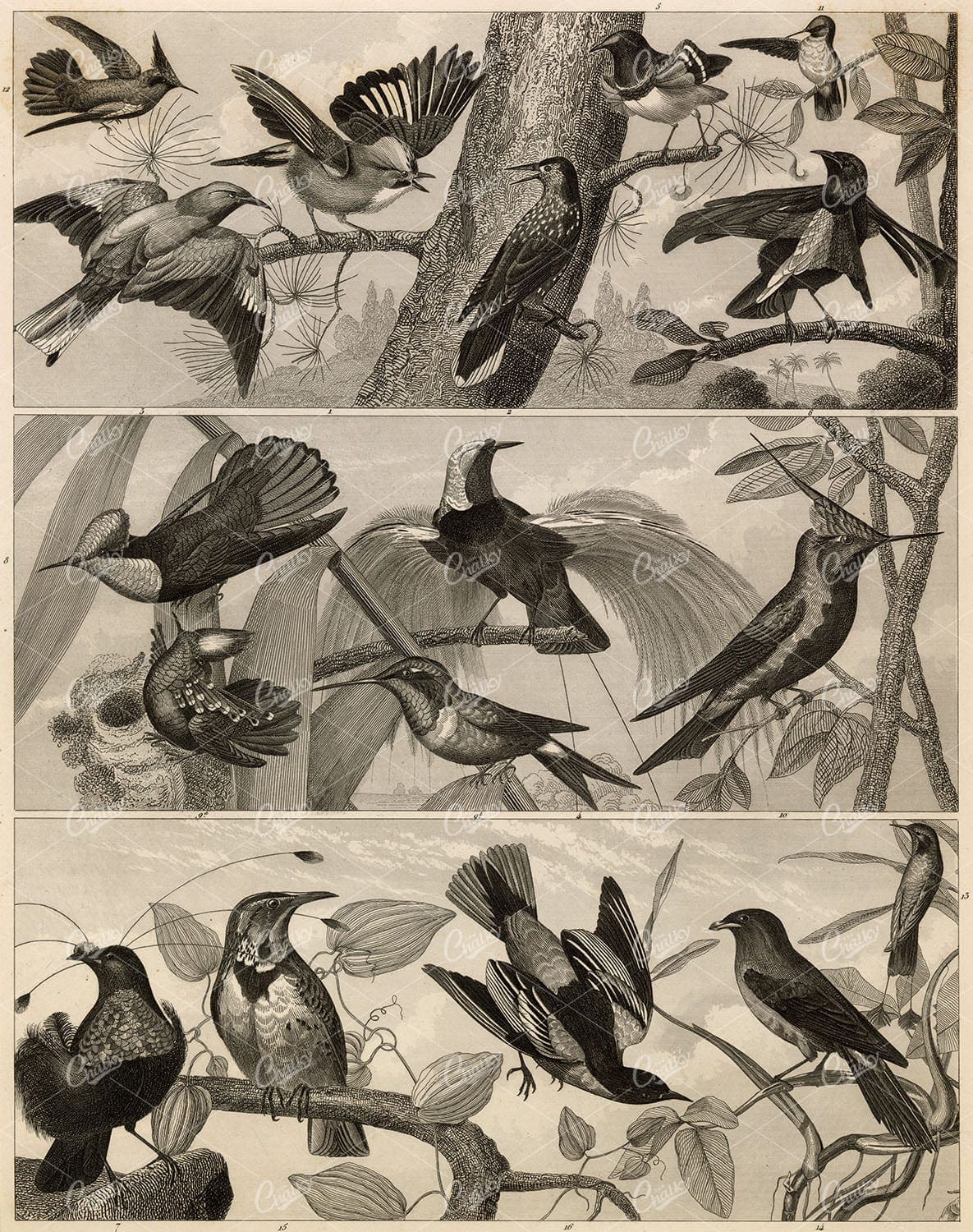 ZOOLOGY - Various Bird Species - Antique Johann Heck Original 1851 Print