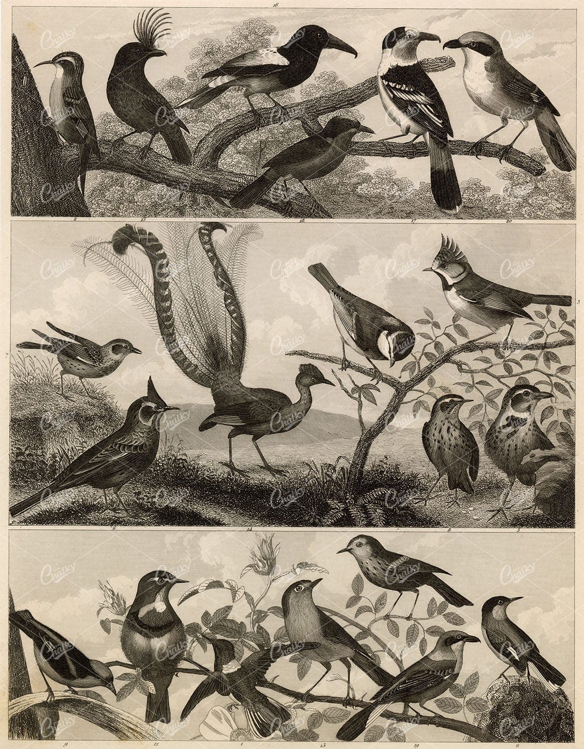 ZOOLOGY - Various Bird Species - Antique Johann Heck Original 1851 Print