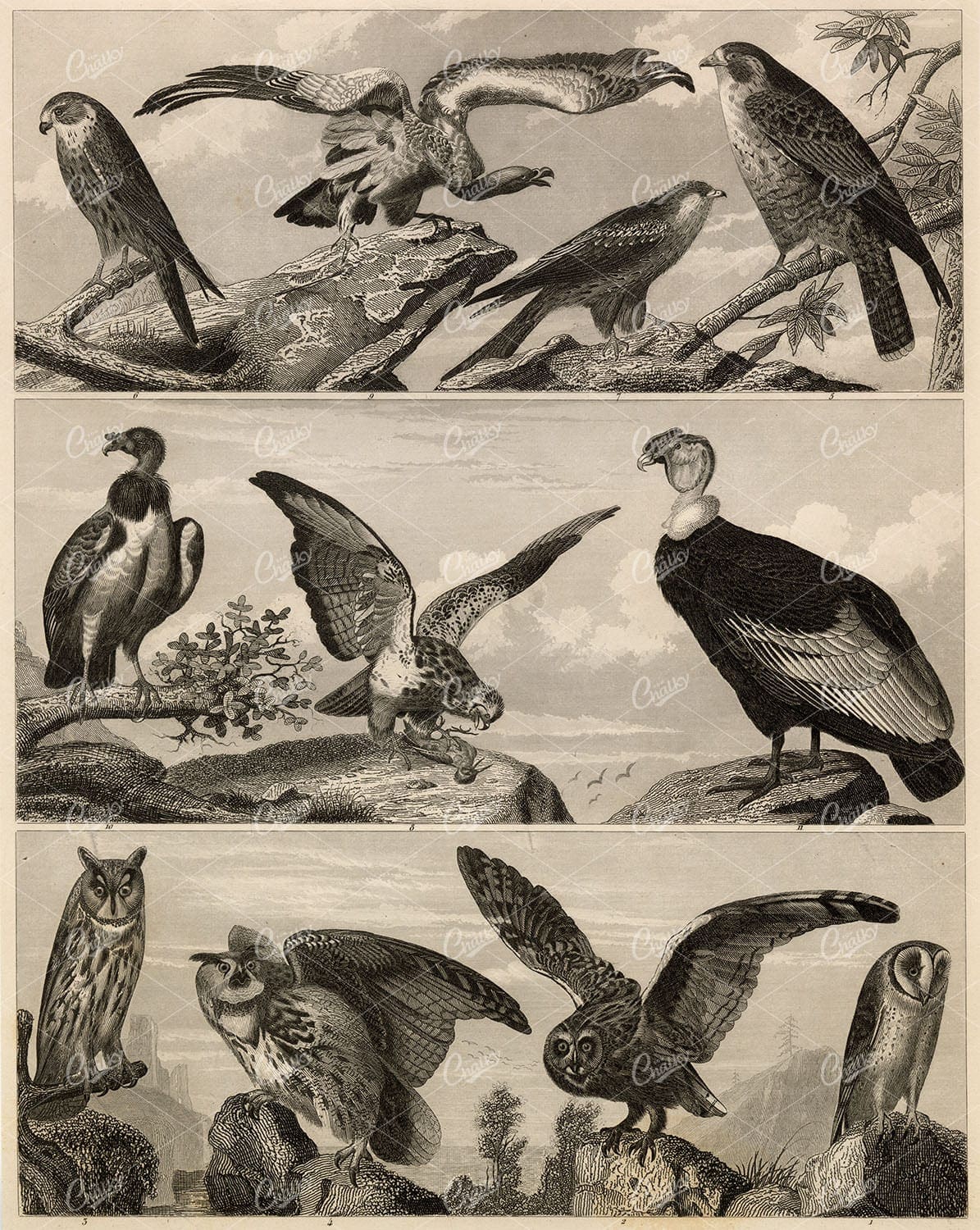 ZOOLOGY - Owls, Vulture, Hawks - Antique Bird Species Print 1851