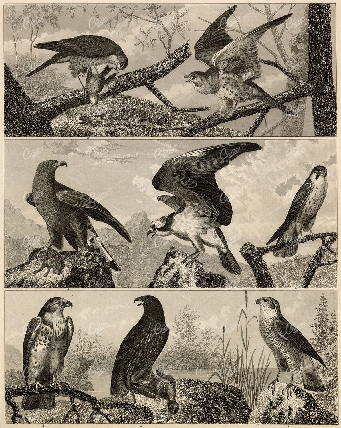 ZOOLOGY - Eagle / Hawks - Antique Bird Species Original 1851 Print
