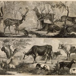 ZOOLOGY - Deer, Stag, Squirrel, Cow, Cattle, Sheep, Goats - 1851 Print
