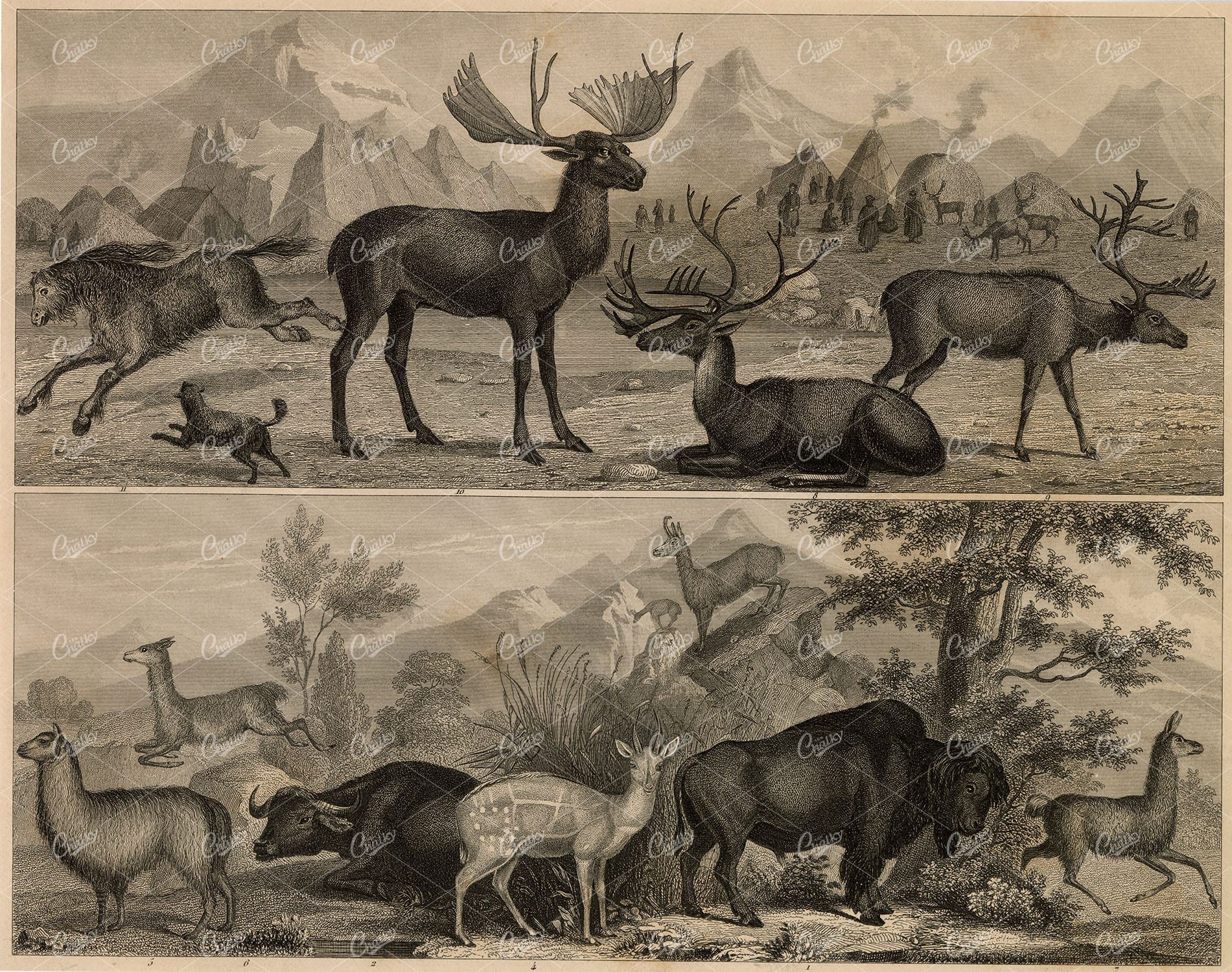 ZOOLOGY - Bison, Moose, Reindeer, Llama - Antique Original 1851 Print