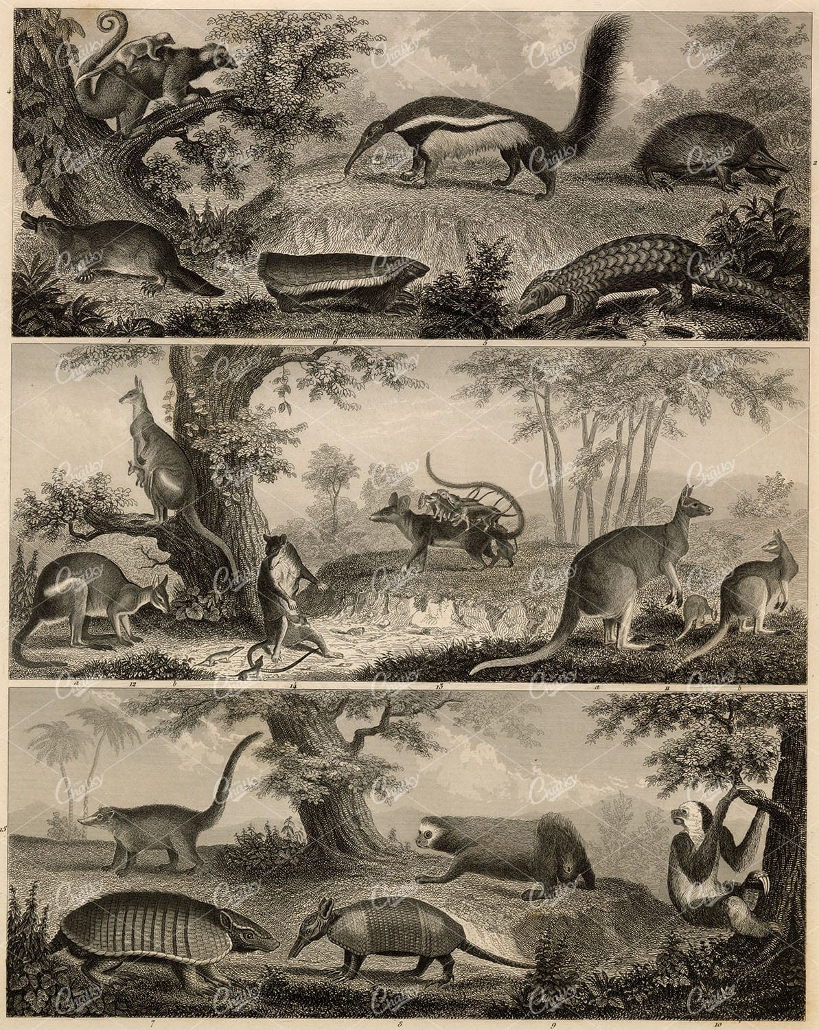 ZOOLOGY Mammals - Possum and Babies, Kangaroo, Sloth - Antique Print