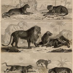 ZOOLOGY - Wild Big Cats, Lion, Tiger, Leopard, Cubs - Antique Print