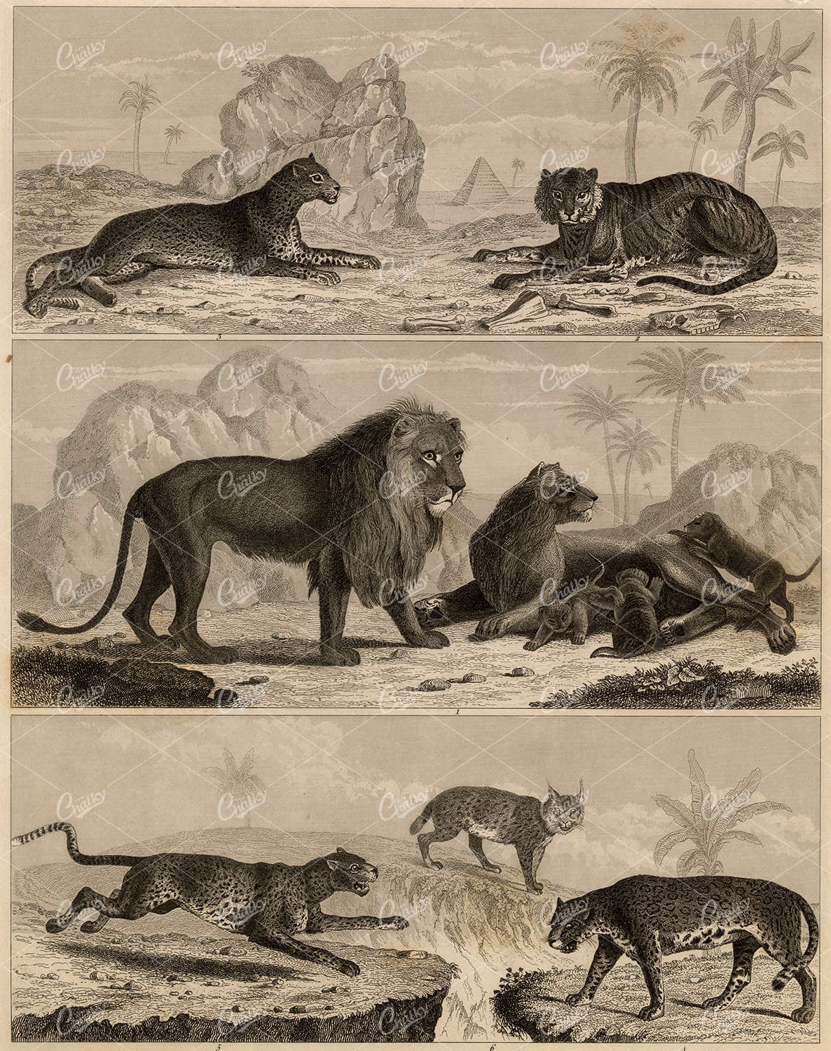 ZOOLOGY - Wild Big Cats, Lion, Tiger, Leopard, Cubs - Antique Print