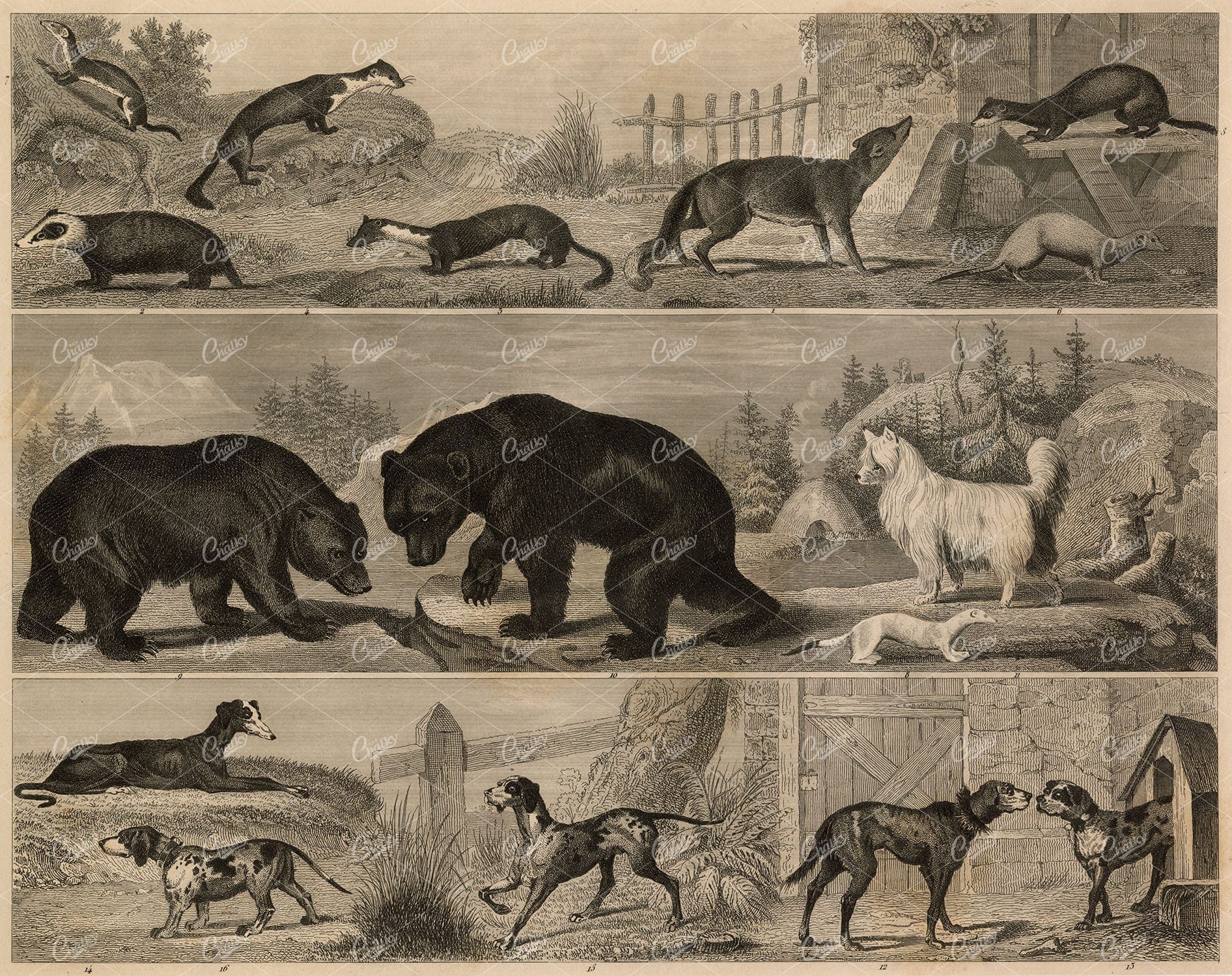 ANTIQUE Animal Print - Bear, Dogs, Badger, Fox, Ferret - 1851 Original