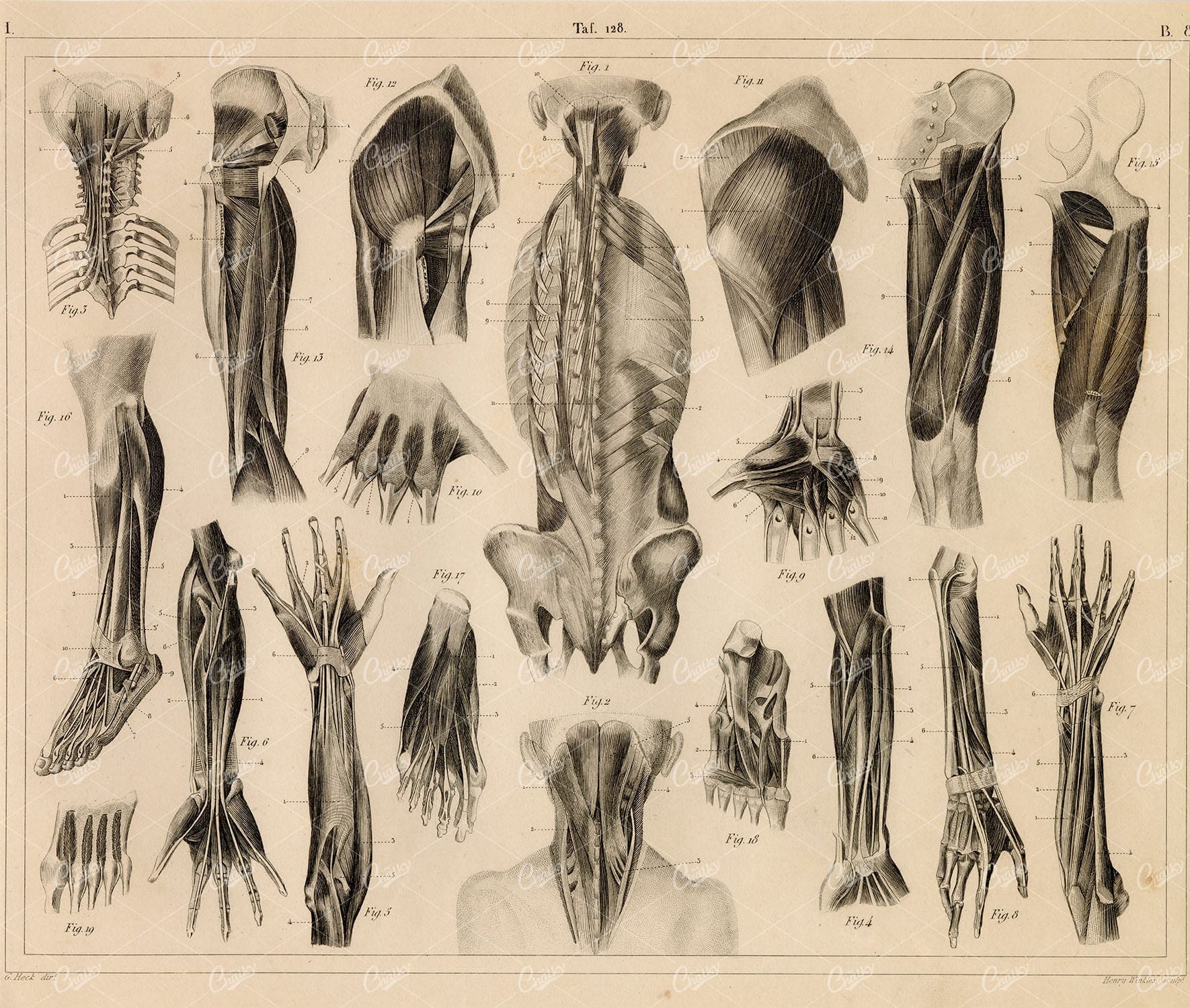 ANTHROPOLOGY - Anatomy of the Muscles - 1851 Original Antique Print