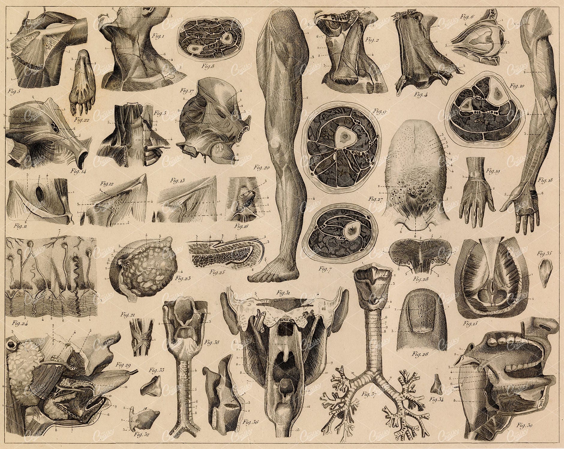 ORGANS of Respiratory, Voice, Mastication, Deglutition - Antique Print
