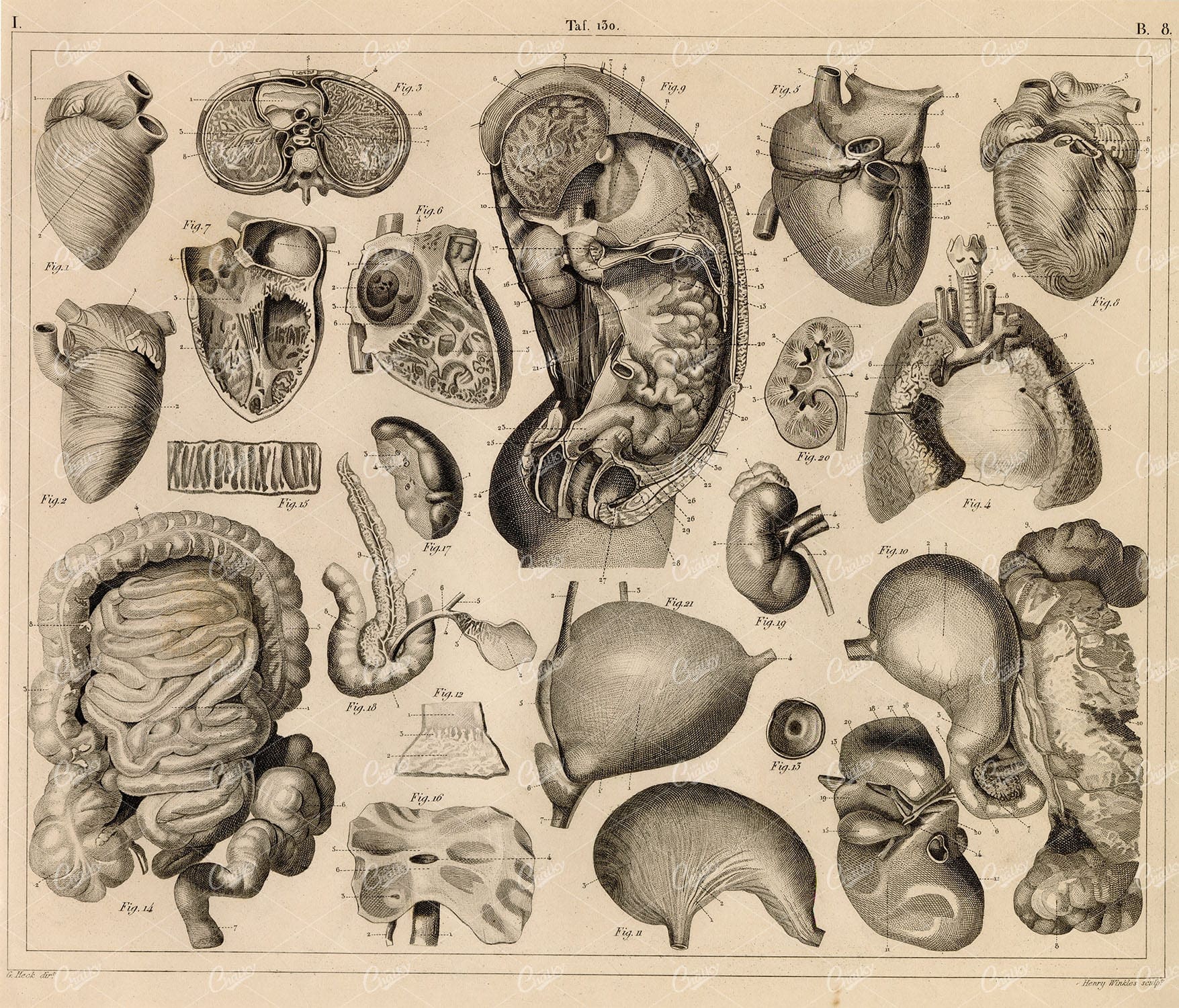 ANTHROPOLOGY - Anatomy of Digestive Organs - 1851 Antique Print