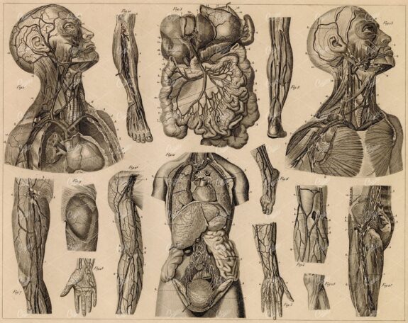 ANTHROPOLOGY - Anatomy of Vascular System - 1851 Antique Print