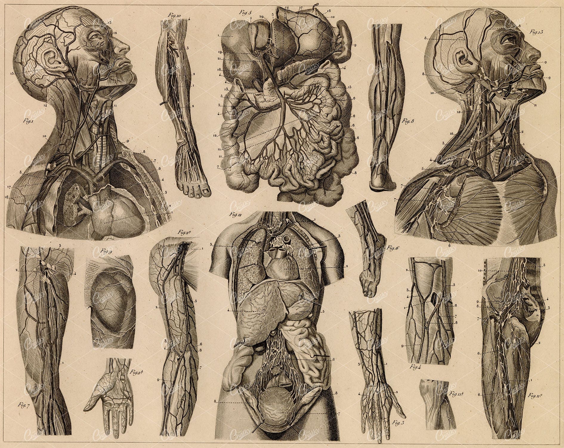 ANTHROPOLOGY - Anatomy of Vascular System - 1851 Antique Print