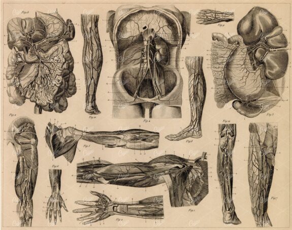 ANTHROPOLOGY - Anatomy of Vascular System - Antique 1851 Print