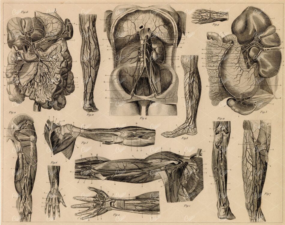 ANTHROPOLOGY - Anatomy of Vascular System - Antique 1851 Print