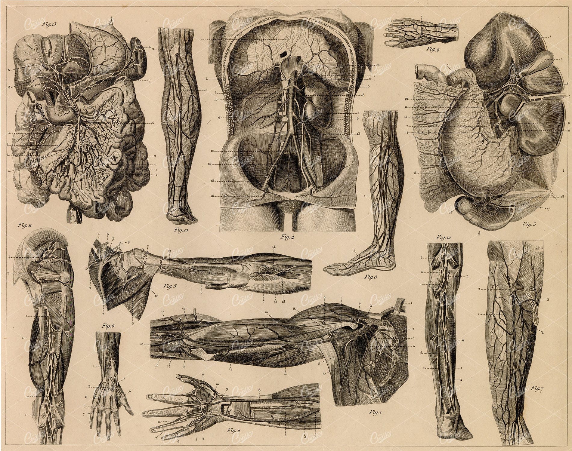 ANTHROPOLOGY - Anatomy of Vascular System - Antique 1851 Print