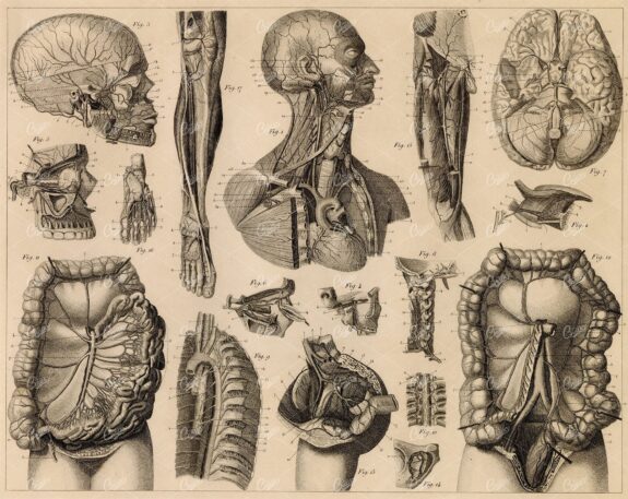 ANTHROPOLOGY - Anatomy of Vascular System - Antique 1851 Print
