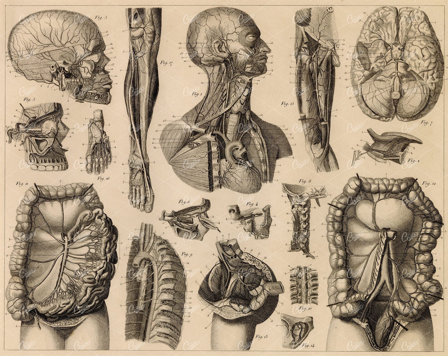 ANTHROPOLOGY - Anatomy of Vascular System - Antique 1851 Print