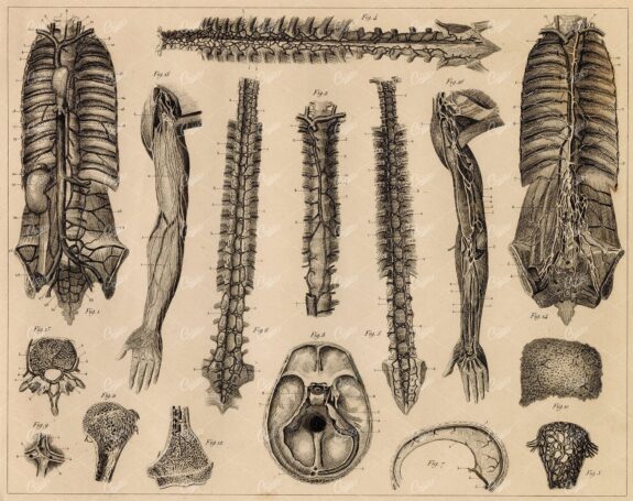 ANTHROPOLOGY - Anatomy of Vascular System - Antique 1851 Print