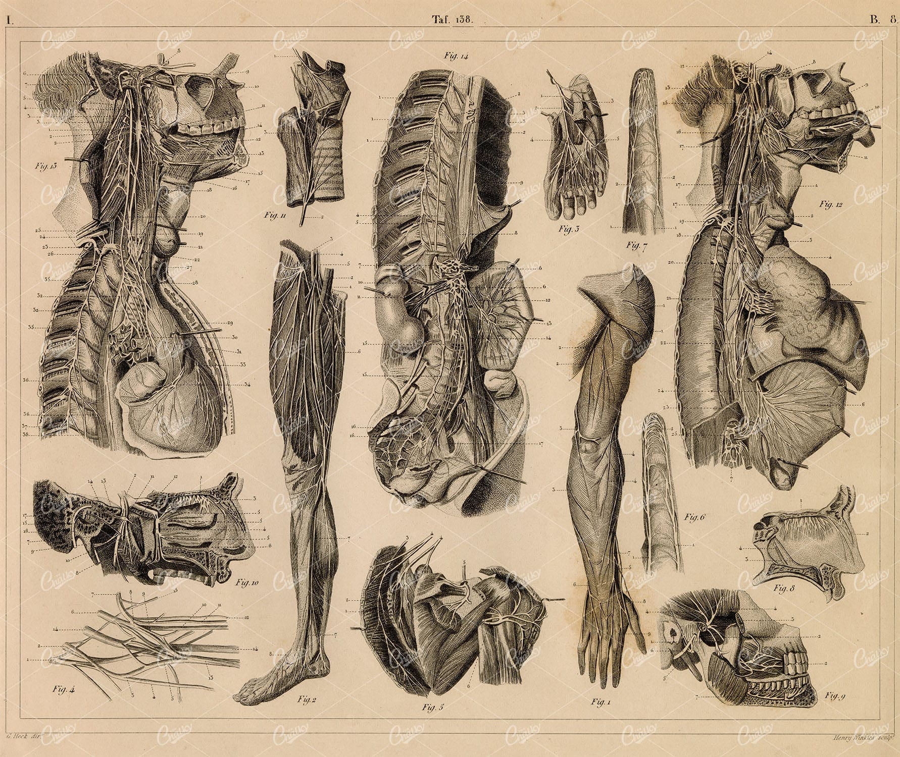 ANTHROPOLOGY - Anatomy of the Nerves - Antique 1851 Print