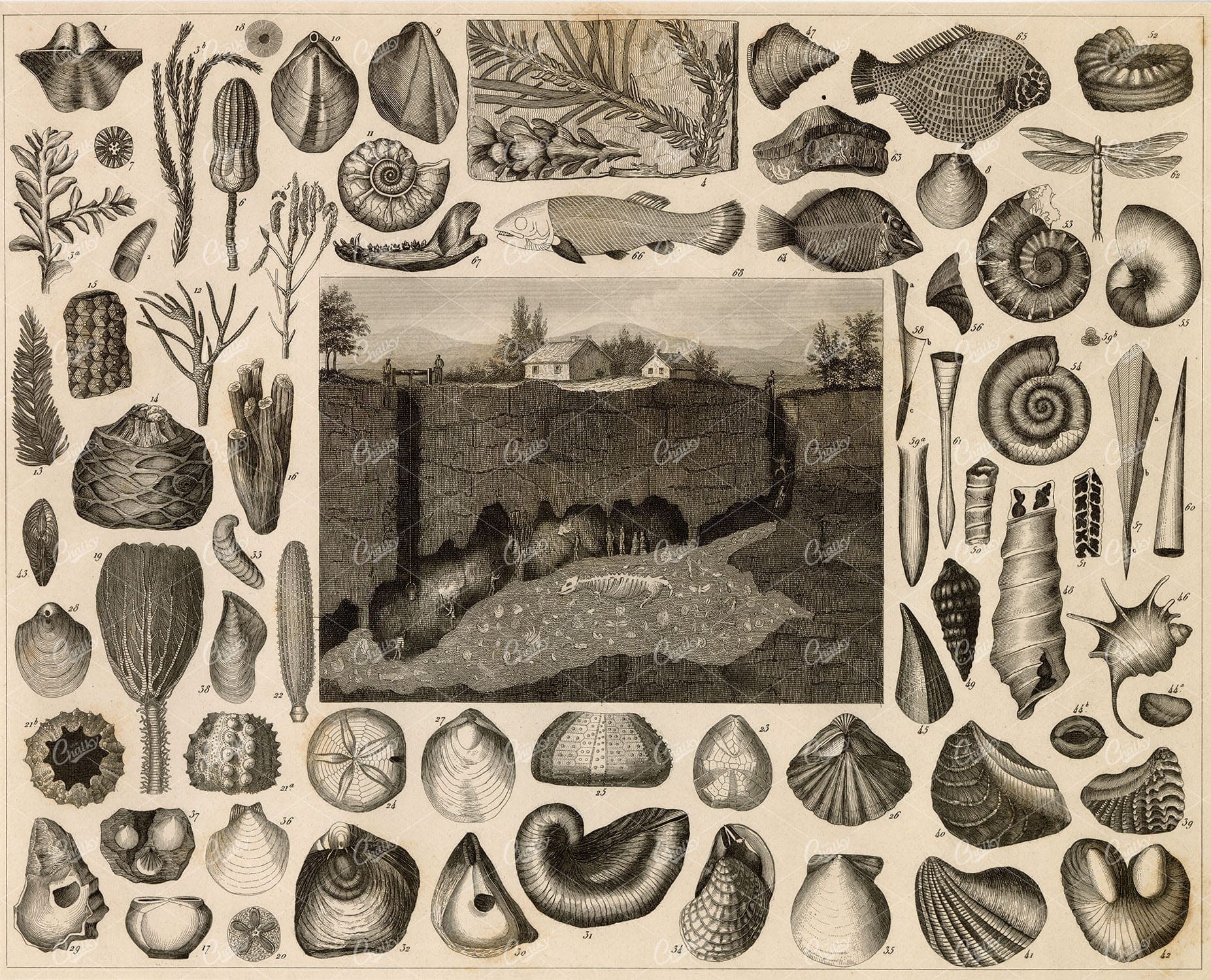 GEOLOGY - Fossils - Johann Heck Antique Engraving - 1851 Print