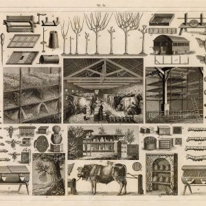AGRICULTURE, Sheep, Silk Worms, Bees, Cows and Cattle - 1851 Print