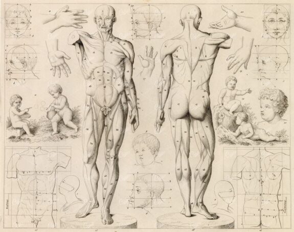 THEORY of the Art of Drawing Anatomy - Antique 1851 Print - J. Heck