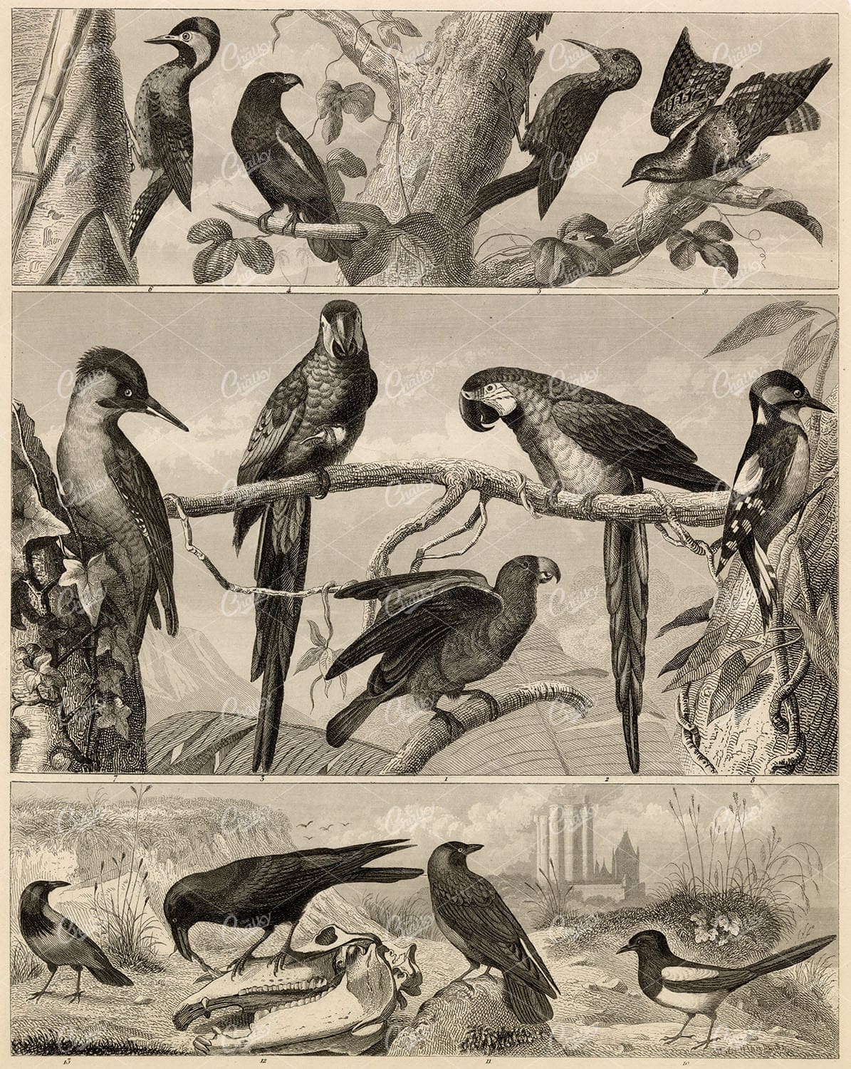 BIRDS - Parrotts, Magpie, Woodpecker - Antique Animal Kingdom Print