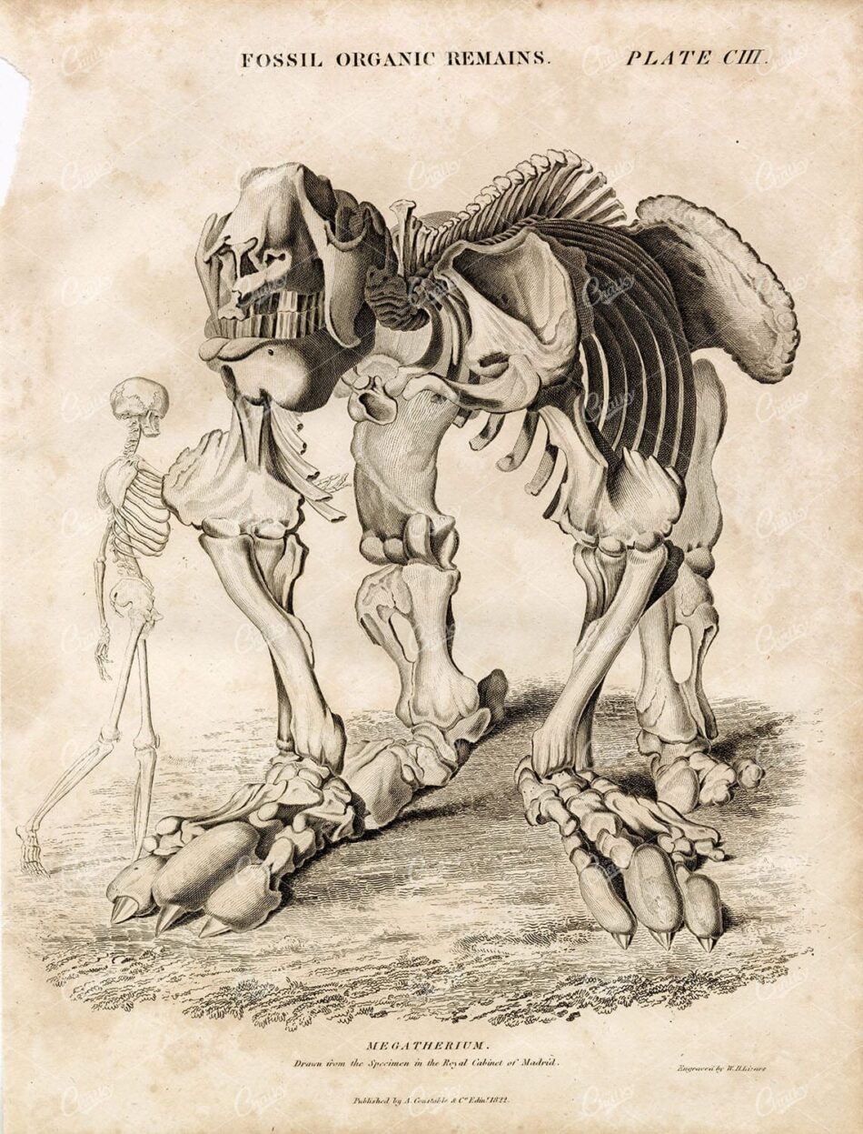 FOSSIL Megatherium (Royal Cabinet of Madrid Specimen) 1822 Print