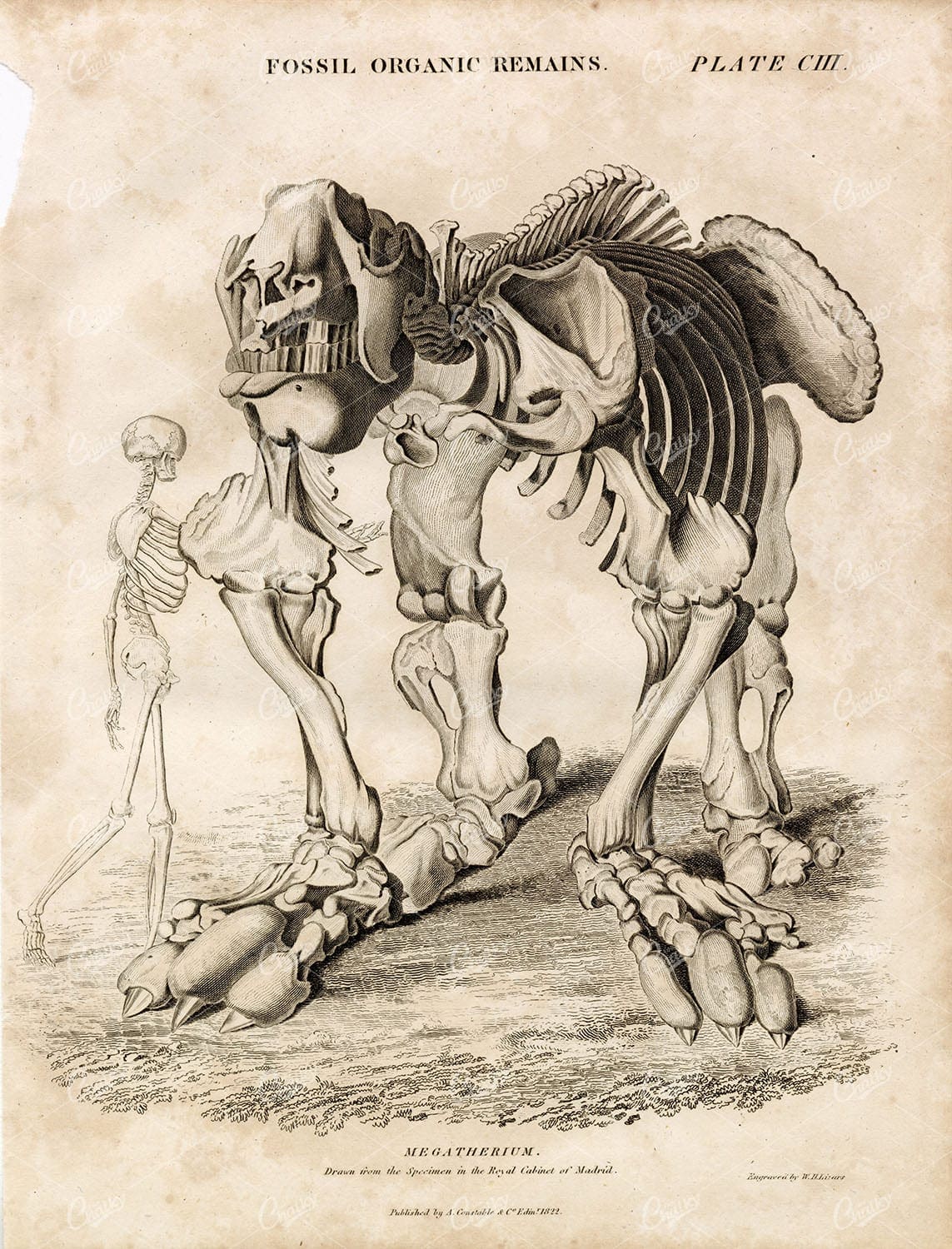 FOSSIL Megatherium (Royal Cabinet of Madrid Specimen) 1822 Print