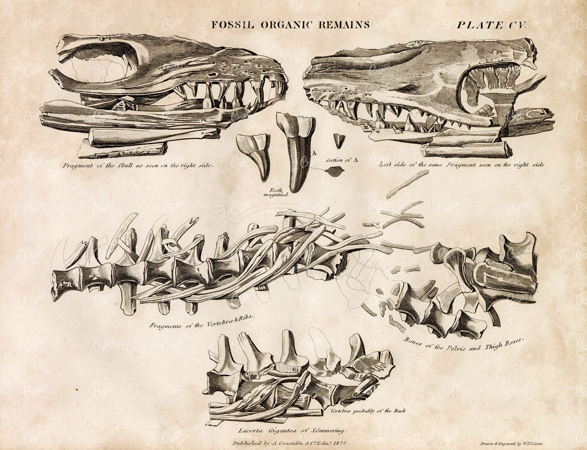 FOSSIL Remains - Skull, Vertebrae, Ribs, Pelvis, Thigh - 1822 Print